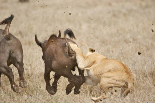 Serengeti National Park - Leeuwen aanval