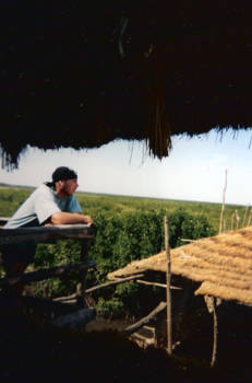Gambia - Door het mangrove bos
