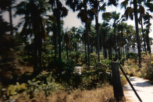 Gambia - De bush