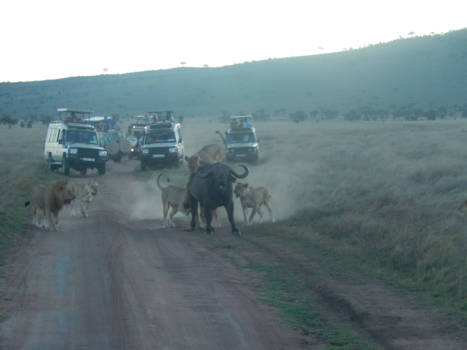 Tanzania - 6 TEGEN 1