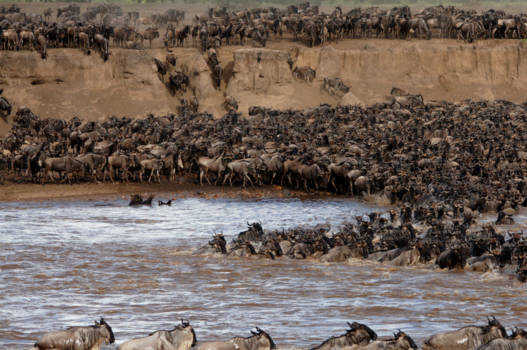 Tanzania - Oversteek van Gnoes over de Mararivier vam Tanzania naar Kenia.