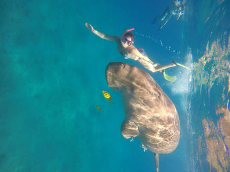 Egypte - Zwemmen met zeekoe