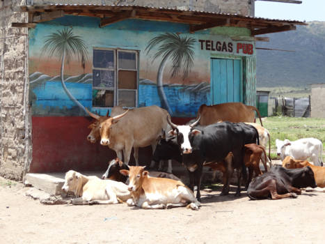 Masai Mara - Druk bij de pub