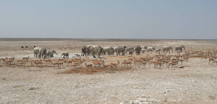 Etosha National Park - We bleven er maar naar kijken.