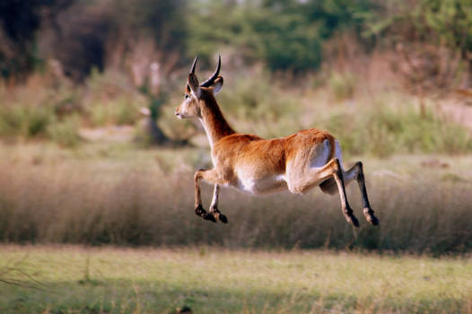 Okavango Delta - Gazelle met 4 poten los van de grond.