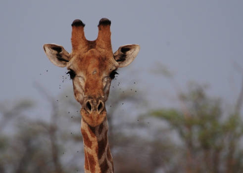Etosha National Park - Giraf negeert de vliegen