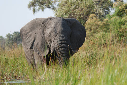 Okavango Delta - Olifantstier vlak voor ons kleine bootje