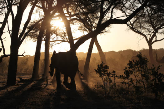 Zimbabwe - Elephant in sunset