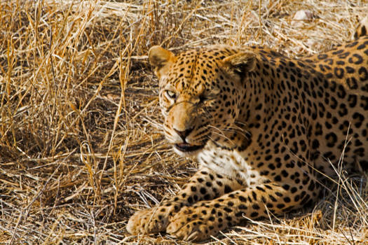Namibië - Jachtluipaard
