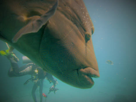 Egypte - Zie hoe mooi het onderwater kan zijn