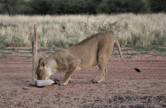 Botswana - Leeuwin op bezoek tijdens avondeten op de camping
