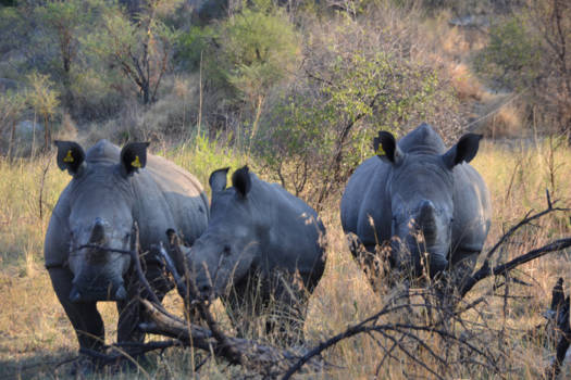 Matobo National Park - Wandelsafari in Zimbabwe.. Laag bij de grond blijven en vooral stil blijven zitten...