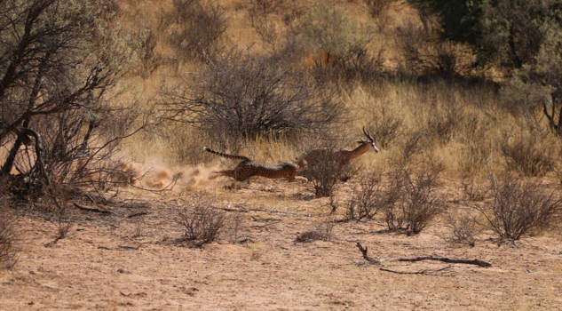 Botswana - Cheetah jacht