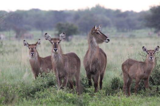 Botswana - Waterbokken in Khama Rhino Sanctuary