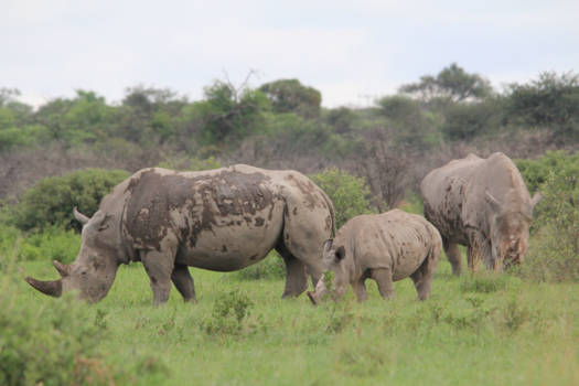 Botswana - Witte Neushoorns in Khama Rhino Sanctuary