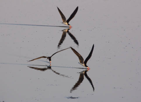 Botswana - Skimmers aan het voedsel verzamelen