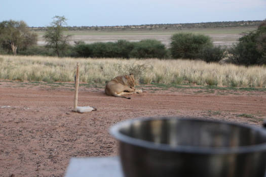 Botswana - Even liggen na het drinken. onze slaschaal staat nog op tafel.