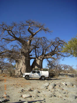 Botswana - Kubu island