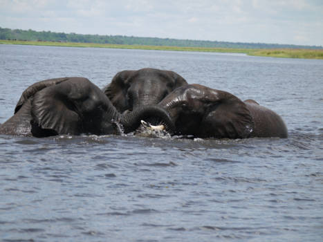 Botswana - Lekker ravotten in het water!