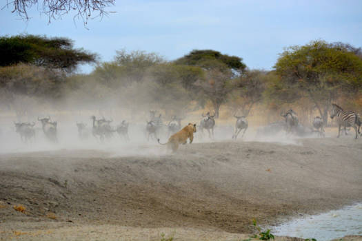 Serengeti National Park - Lioness on her hunt