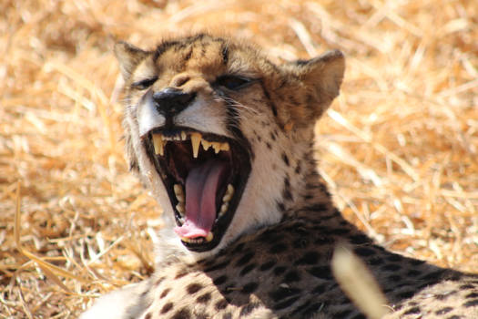 Namibië - Cheetah Conservation Fund