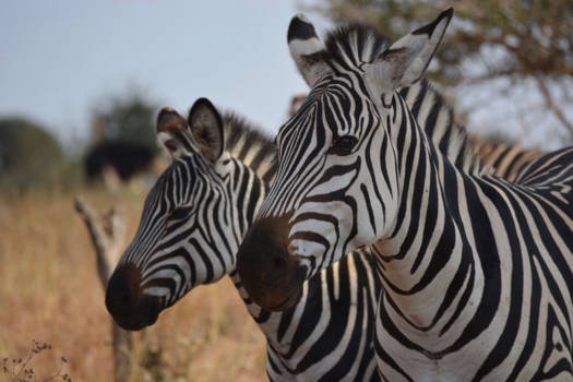 Tarangire National Park - Zebra portrait as a beginner photographer