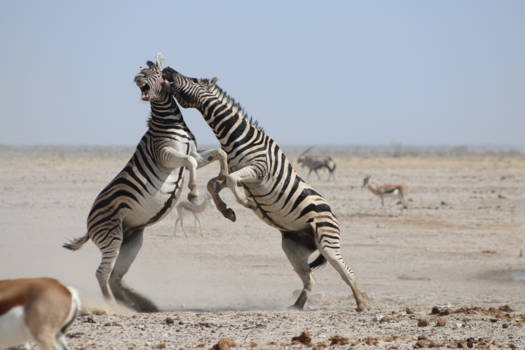 Namibië - Fighting & Biting Zebra's