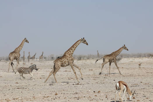 Namibië - On the run....
