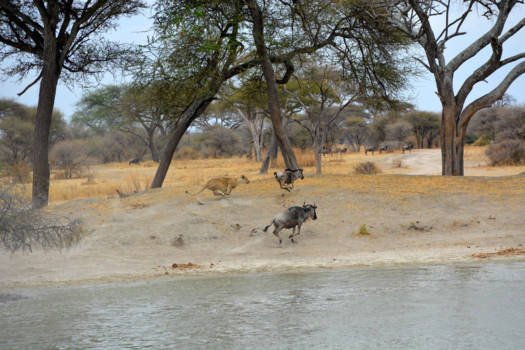 Tarangire National Park - Lioness on her hunt