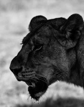 Serengeti National Park - Lioness in the Serengeti