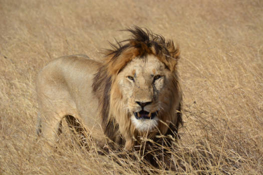 Serengeti National Park - Lion in the Serengeti