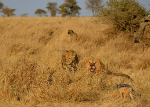 Serengeti National Park - When can we eat?