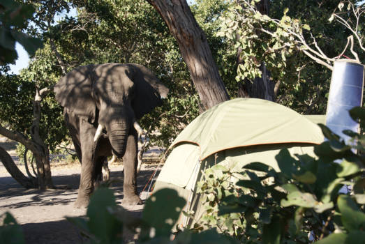 Botswana - Groot bezoek op campsite Savuti in Botswana