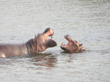 Murchison Falls national park - Hippo gevecht