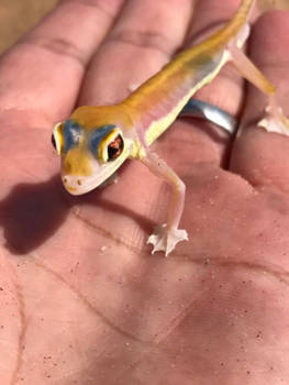 Sossusvlei - Klein,maar niet bang.