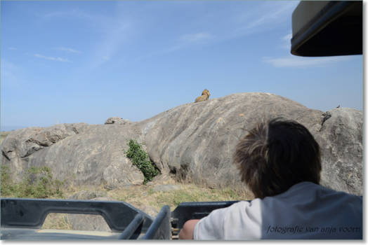 Tanzania - vol bewonderen kijkend naar de king...