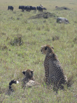 Masai Mara - Luch time