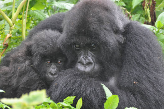 Kibale National Park - Berggorilla's