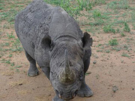 Hlane en Mkhaya wildparken - Deze kwam heel dichtbij.