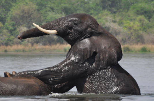 Murchison Falls national park - Olifant op olifant