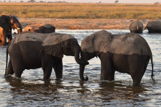 Chobe National Park - Vrienden
