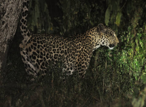 Lake Mburo National Park - Plassend luipaard