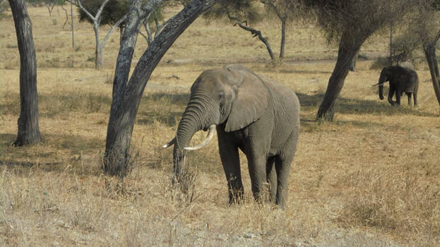 Serengeti National Park - Olifant