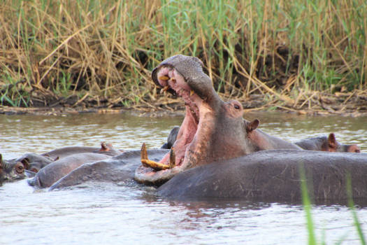 Caprivi - Een tandartsbezoekje is geen overbodige luxe!