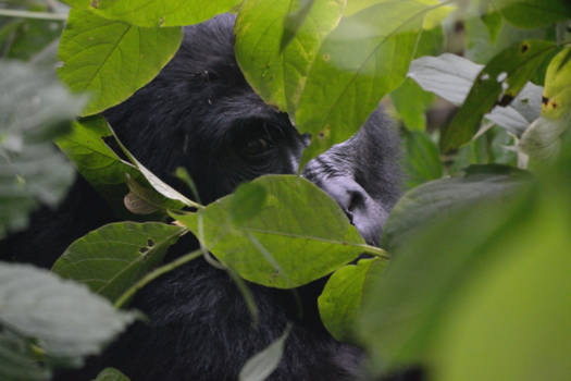 Bwindi Impenetrable National Park - Oog in oog