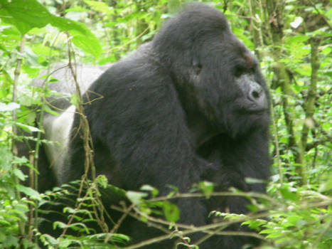 Bwindi Impenetrable National Park - Silverback!