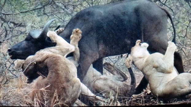 Krugerpark - Buffel attack