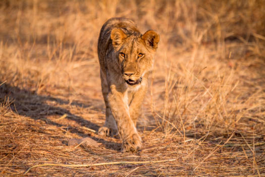 Victoria Falls (Zimbabwe) - King of the jungle