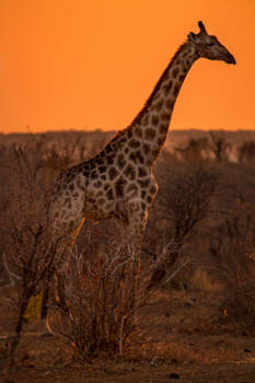 Victoria Falls (Zimbabwe) - Giraffe bij zonsondergang