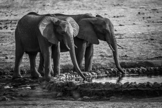 Victoria Falls (Zimbabwe) - Waterdrinkende Olifanten in Chamabondo